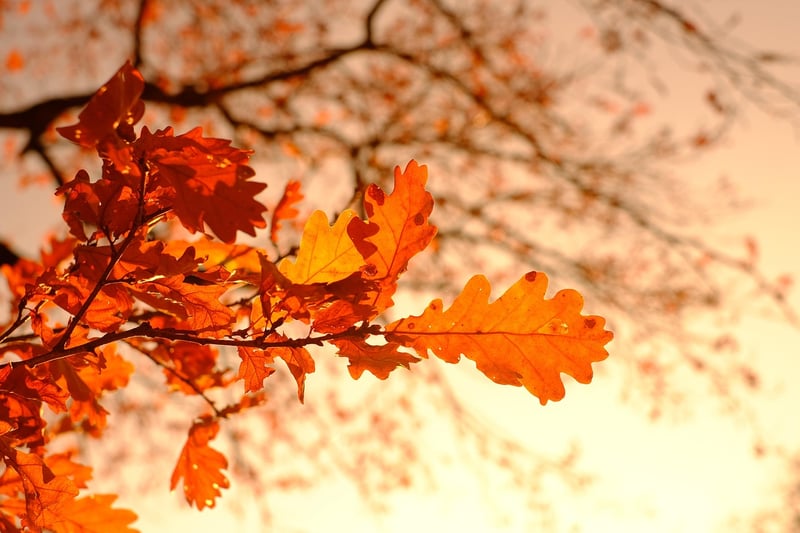 Foliage Elegance
