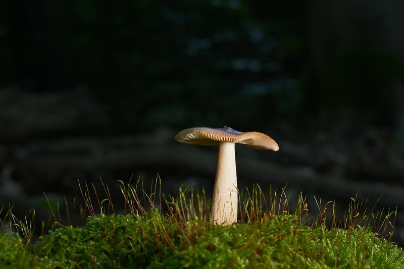 Forest Greenery
